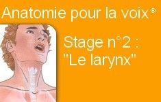 48B Cycle Anatomie pour la Voix® Stage 2 (Le larynx et la relation souffle/larynx))
