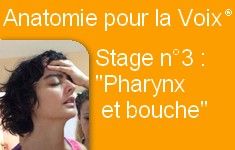 48C Cycle Anatomie pour la Voix® Stage 3 (Pharynx/ bouche)